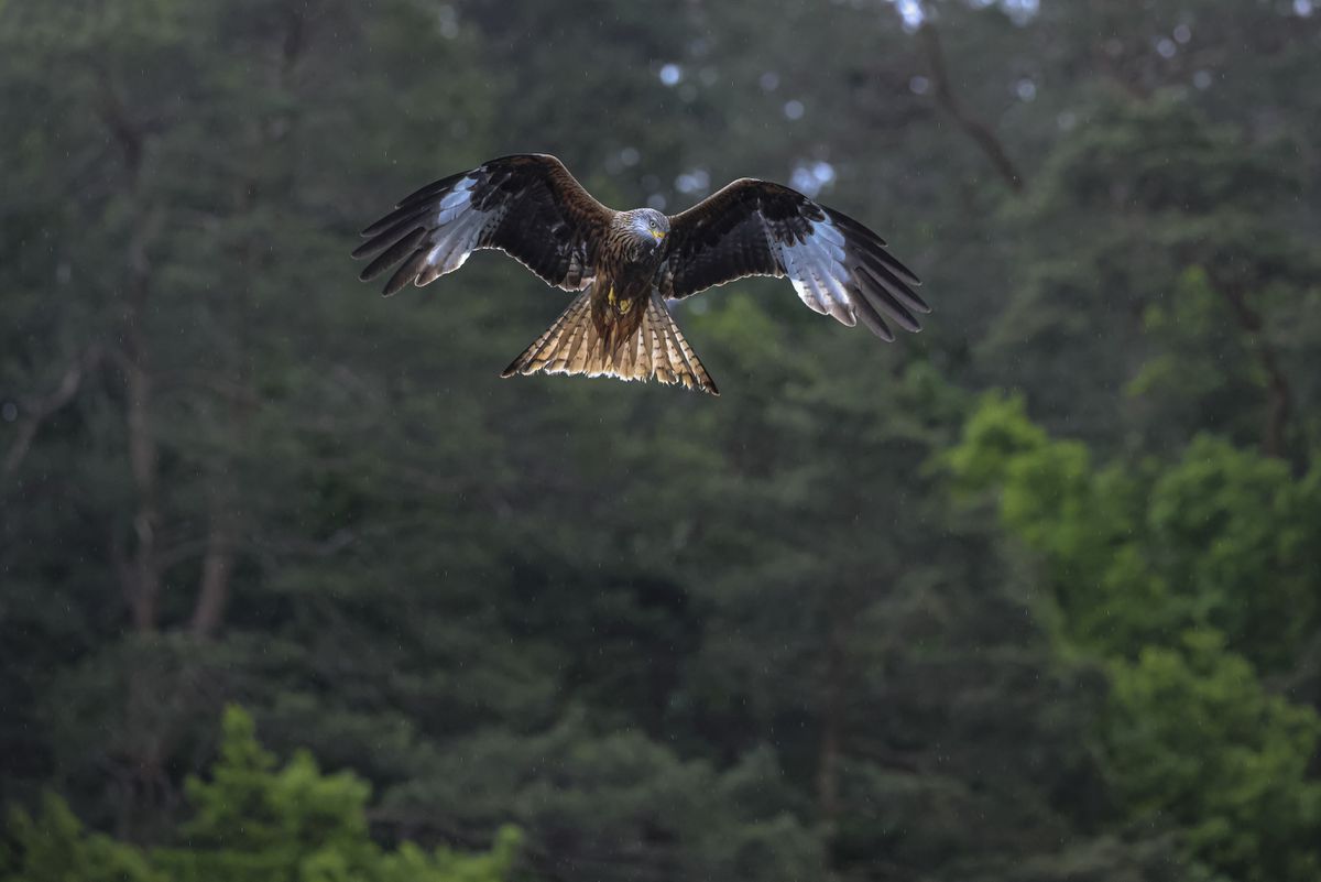 Canon RF 100-500mm f/4.5-7.1L IS USM