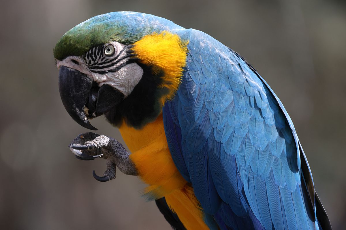 Canon RF 800mm f/11 IS STM