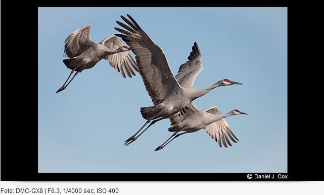 Panasonic Leica DG 100-400mm/4.0-6.3