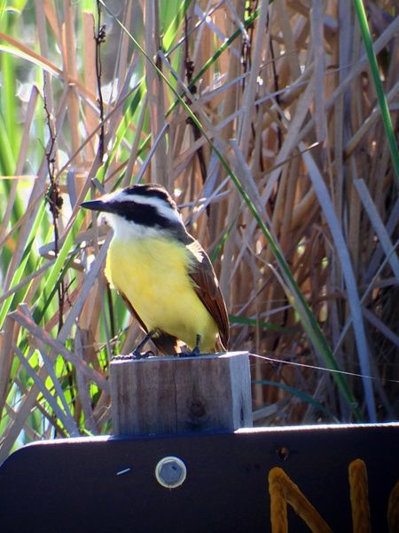 Celestron Regal M2 65ED Spektiv