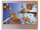 Fujifilm Instax Wide 10 Bl. Br.Metallics