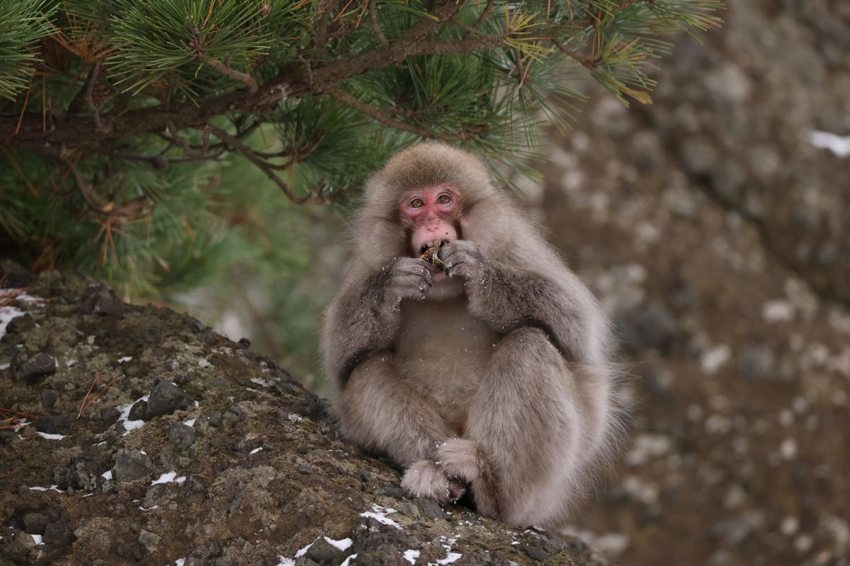 Canon RF 600mm f/4L IS USM