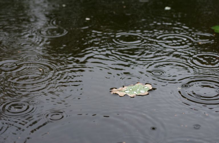 Pentax smc D-FA 50mm / 2.8 - Makro