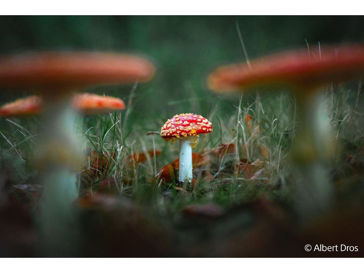 Sony E-Mount FF 28-70mm F2.0 OSS