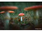 Sony E-Mount FF 28-70mm F2.0 OSS