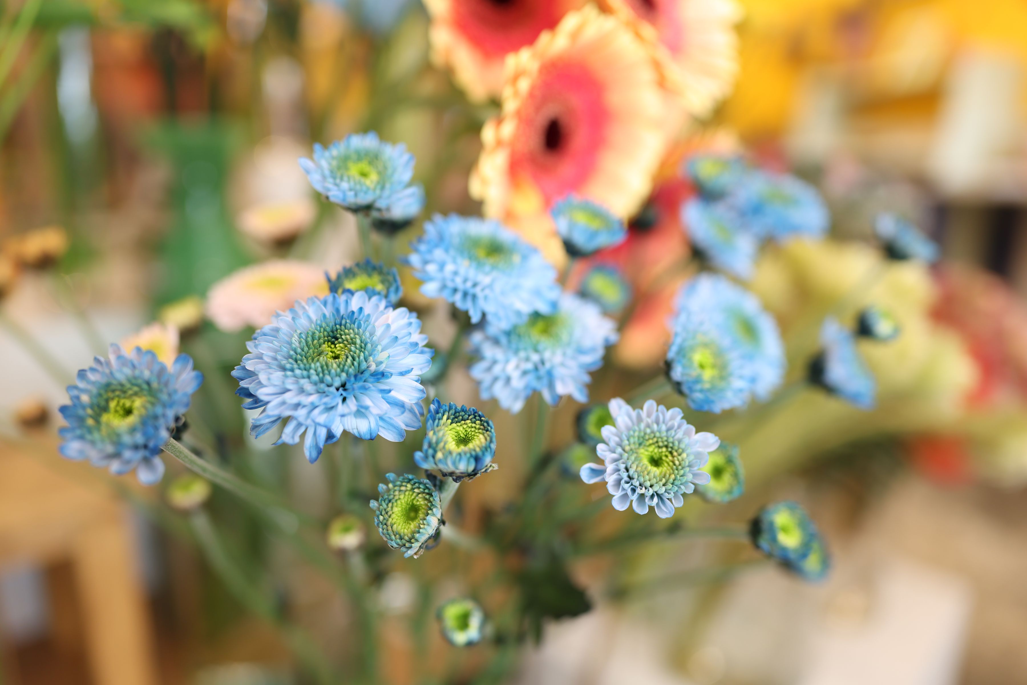 Canon RF 24mm F1.4L VCM