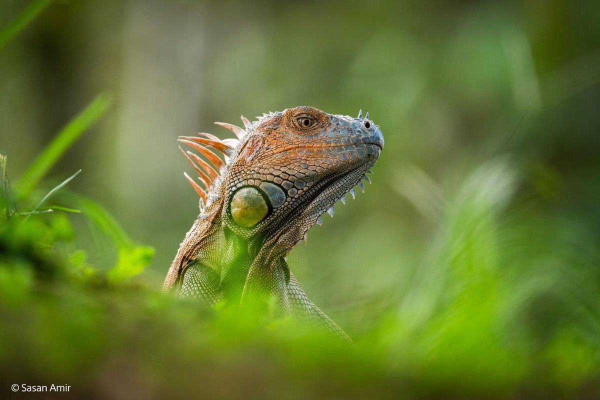 Sony E-Mount FF 400-800mm F6.3-8 G OSS