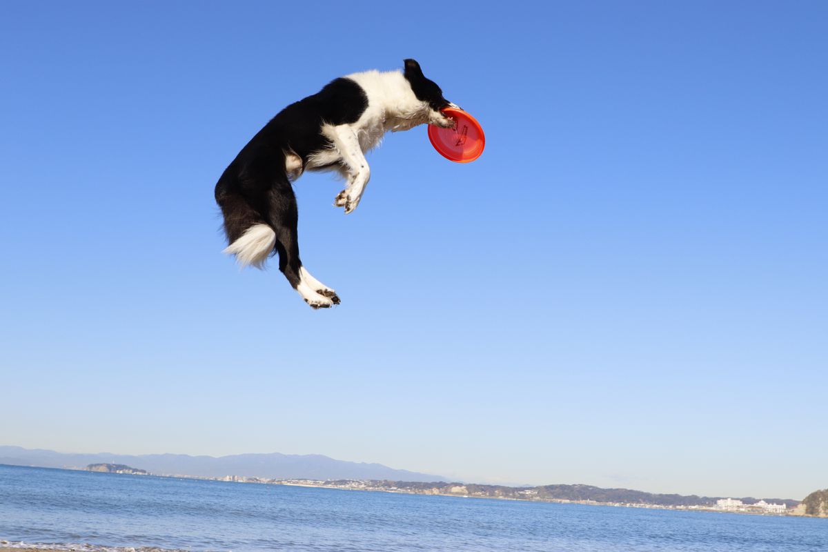 Canon EOS 850D + 18-135mm IS USM