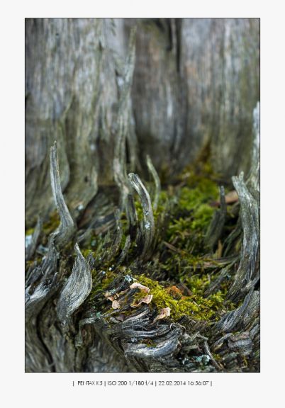 Pentax HD DA 35mm/2,8 Macro black Limit