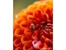 Sony E-Mount FF 100mm F2.8 GM Macro OSS