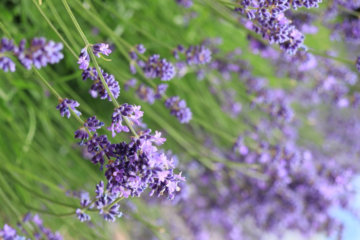 Canon EOS 850D + 18-135mm IS USM