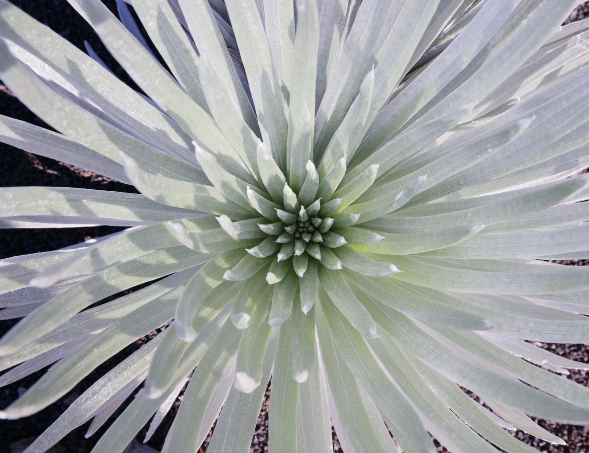 Panasonic Lumix S1 Body + 24-105mm F4.0