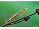 Sony E-Mount FF 100mm F2.8 GM Macro OSS
