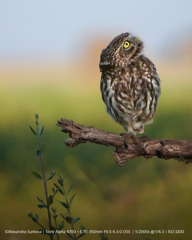 Sony Alpha 6700 Set black 16-50mm