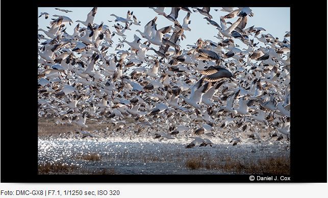 Panasonic Leica DG 100-400mm/4.0-6.3