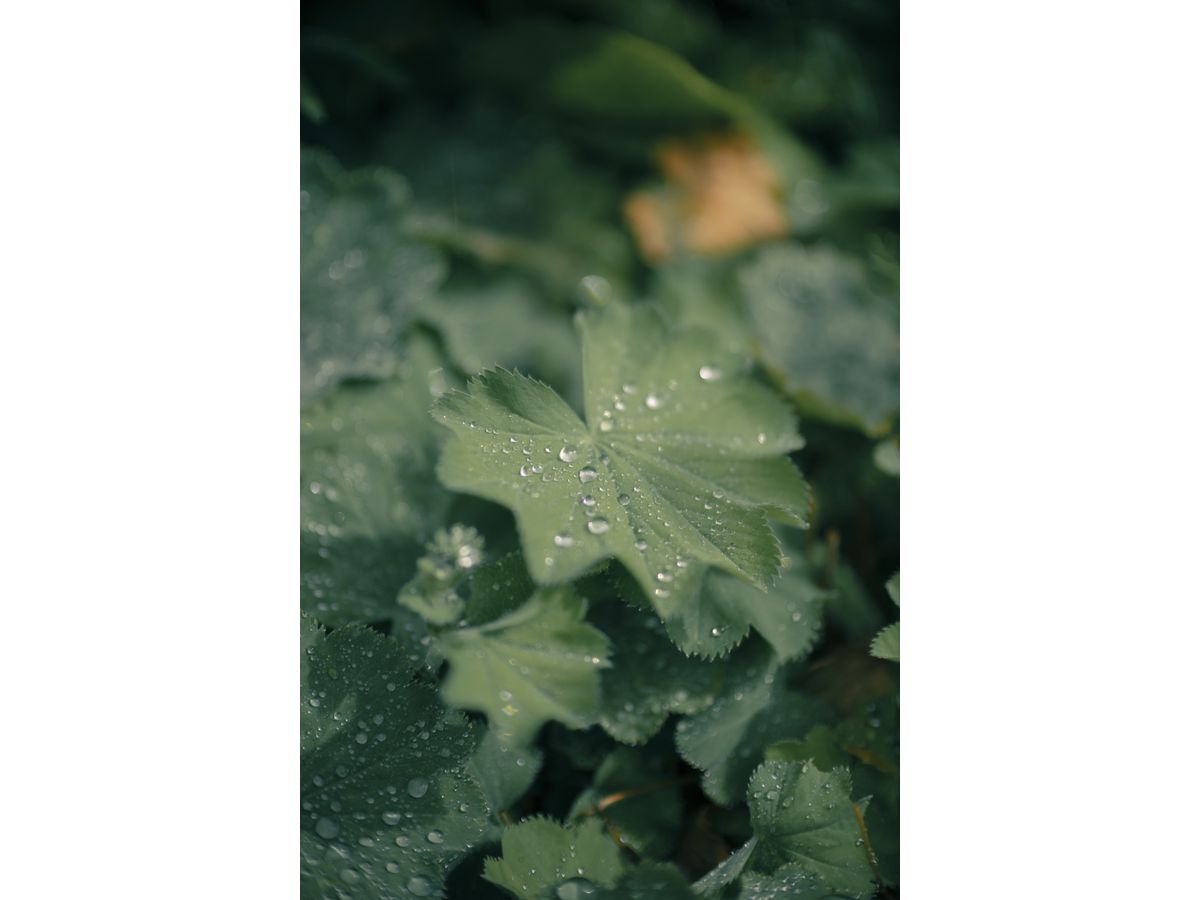 Canon RF 45mm F1.2 STM