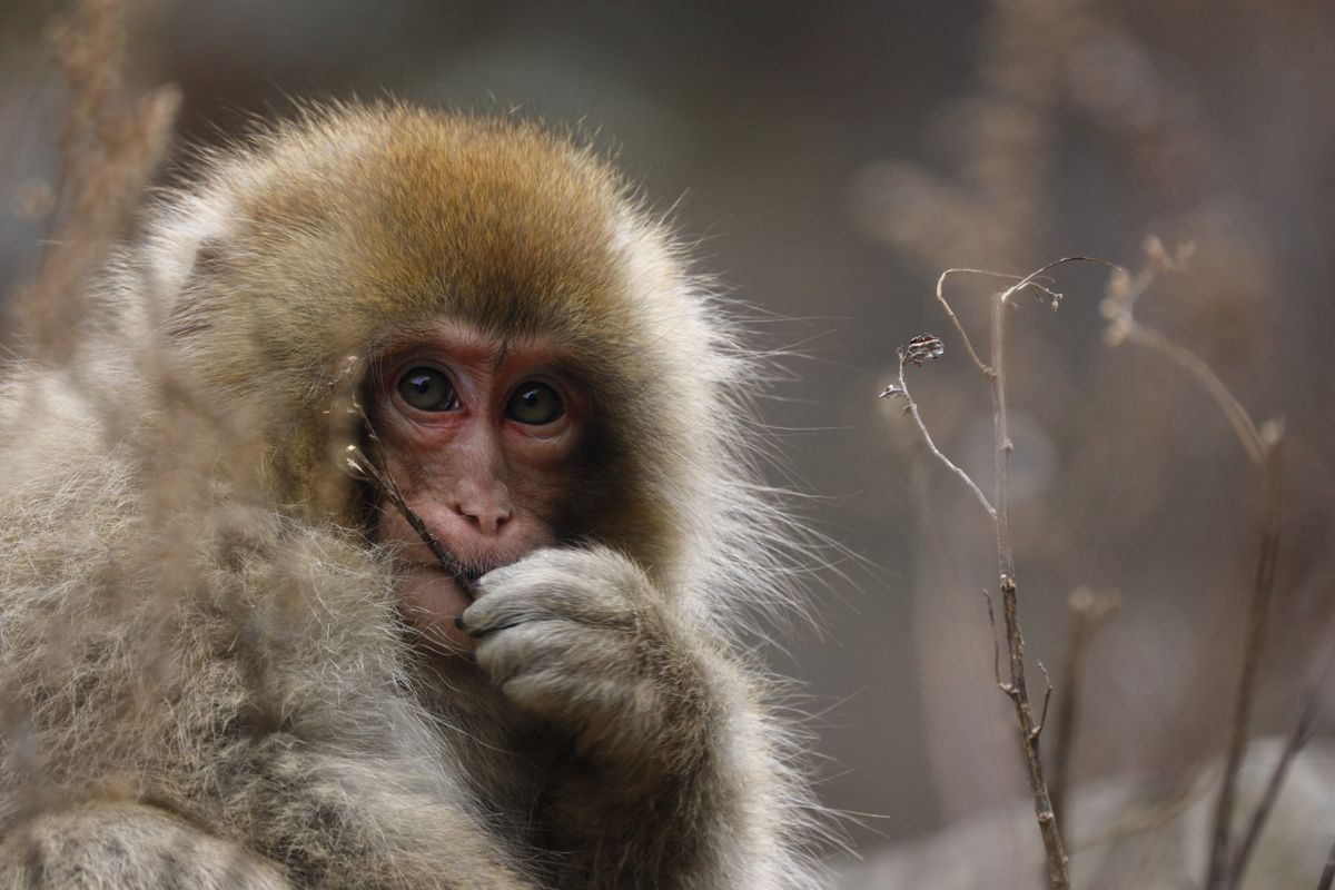 Canon RF 800mm f/11 IS STM