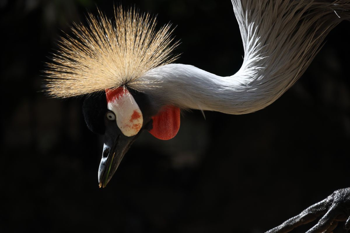 Canon RF 800mm f/11 IS STM