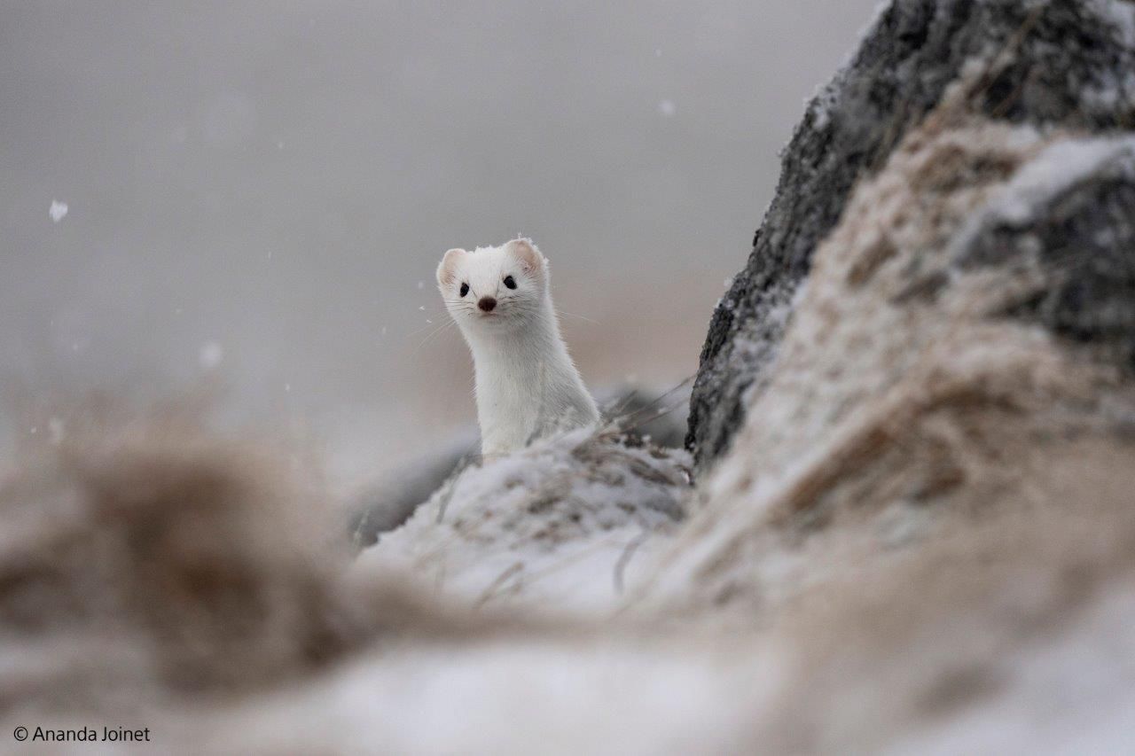 Sony E-Mount FF 400-800mm F6.3-8 G OSS