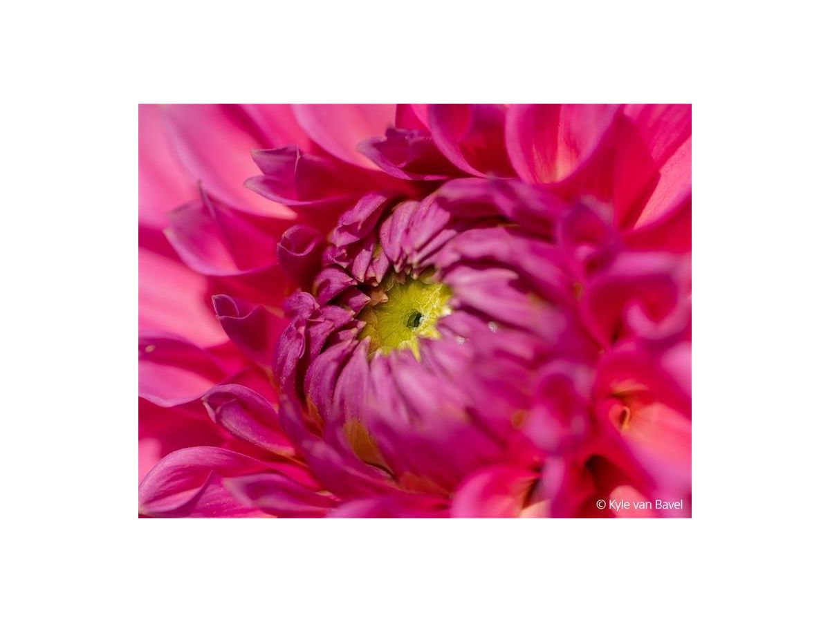 Sony E-Mount FF 100mm F2.8 GM Macro OSS