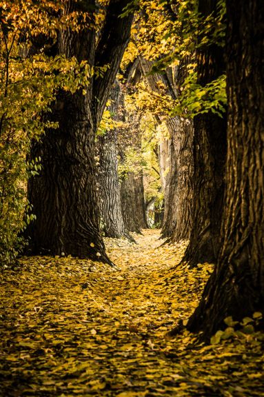 Pentax HD DA 16-85mm/3,5-5.6 ED DC WR