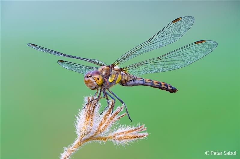 Sony E-Mount FF 100mm F2.8 GM Macro OSS