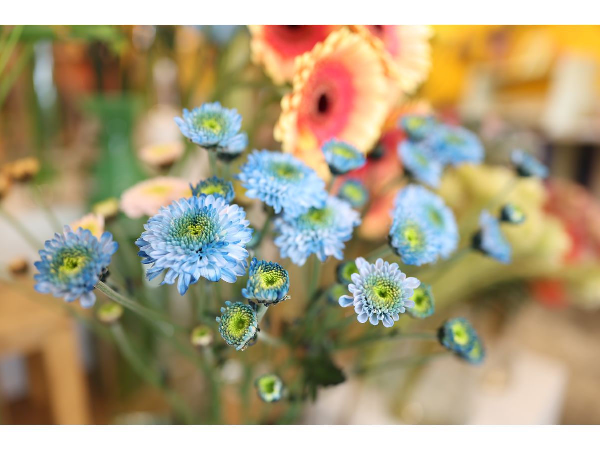 Canon RF 24mm F1.4L VCM