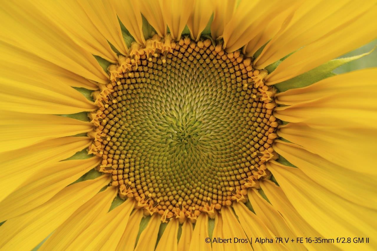 Sony E-Mount FF 16-35mm F2.8 GM II Lens