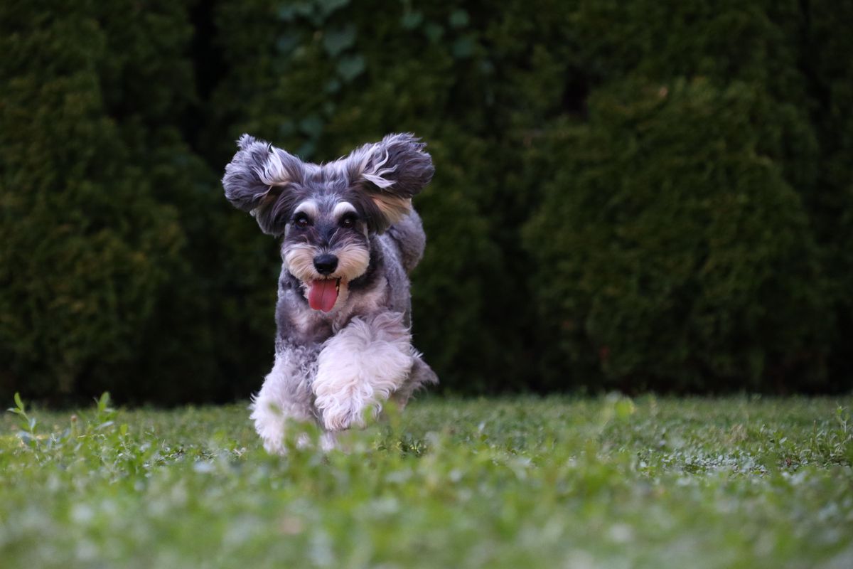 Canon EOS M50 Mark II Boitier Noir