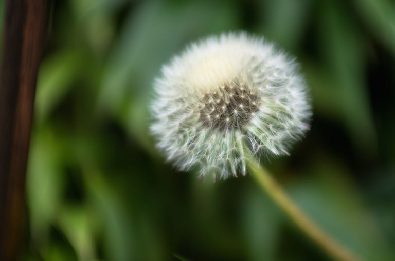 Pentax smc DA 55mm / 1.4 SDM