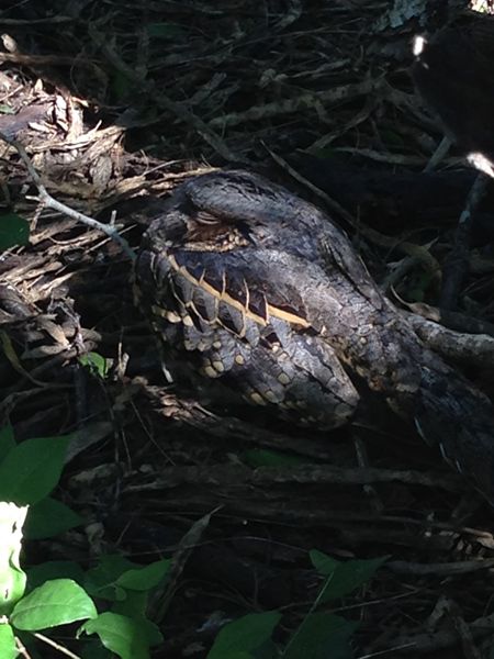 Celestron Regal M2 65ED Spektiv