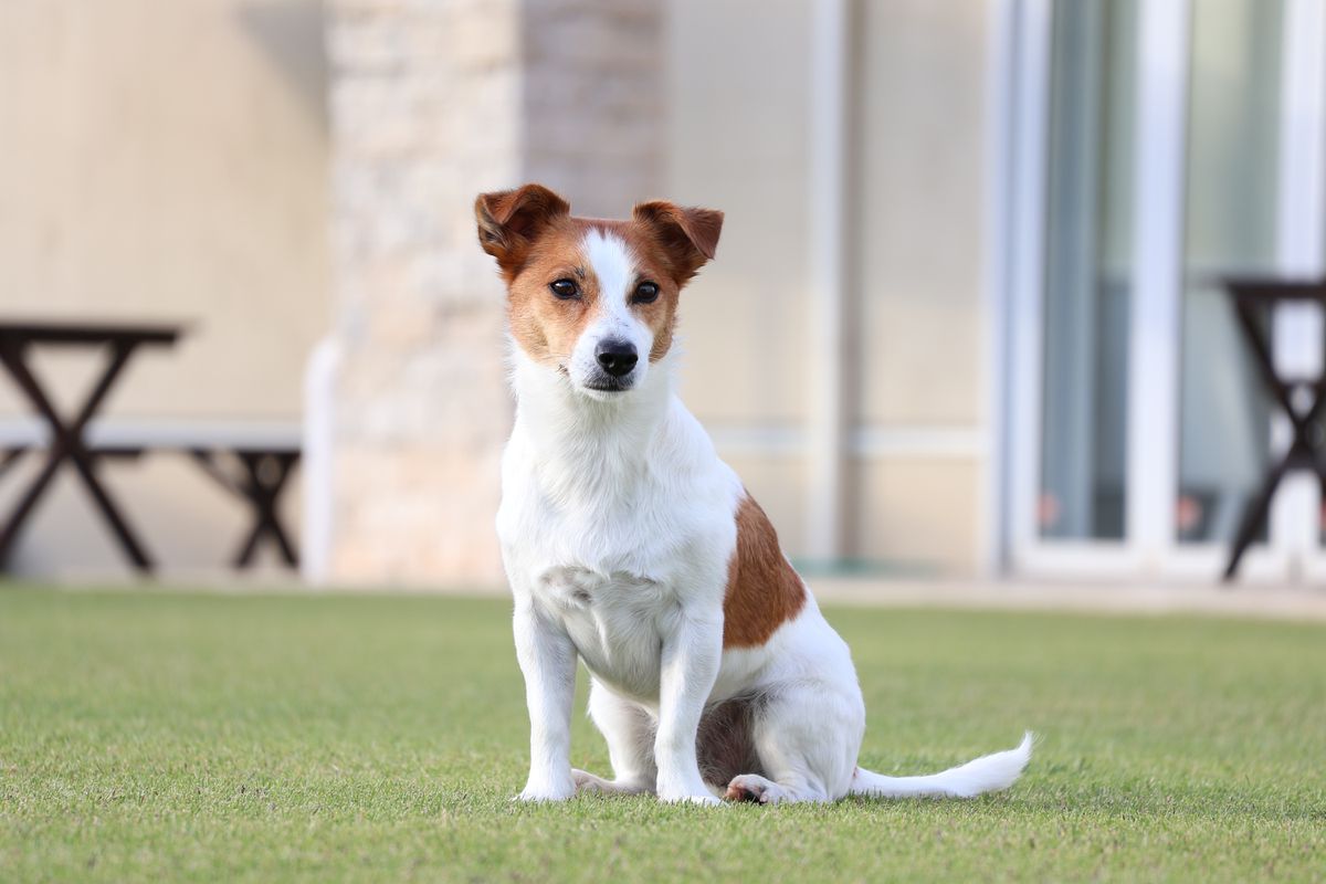 Canon RF-S 55-210mm f/5-7.1 IS STM