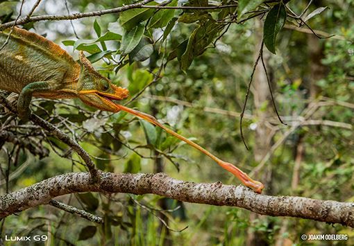 Panasonic DC-G9LEG-K + 12-60mm Leica