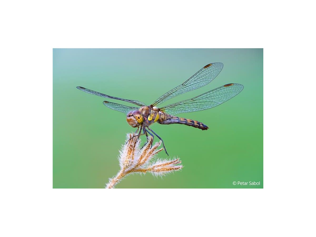 Sony E-Mount FF 100mm F2.8 GM Macro OSS