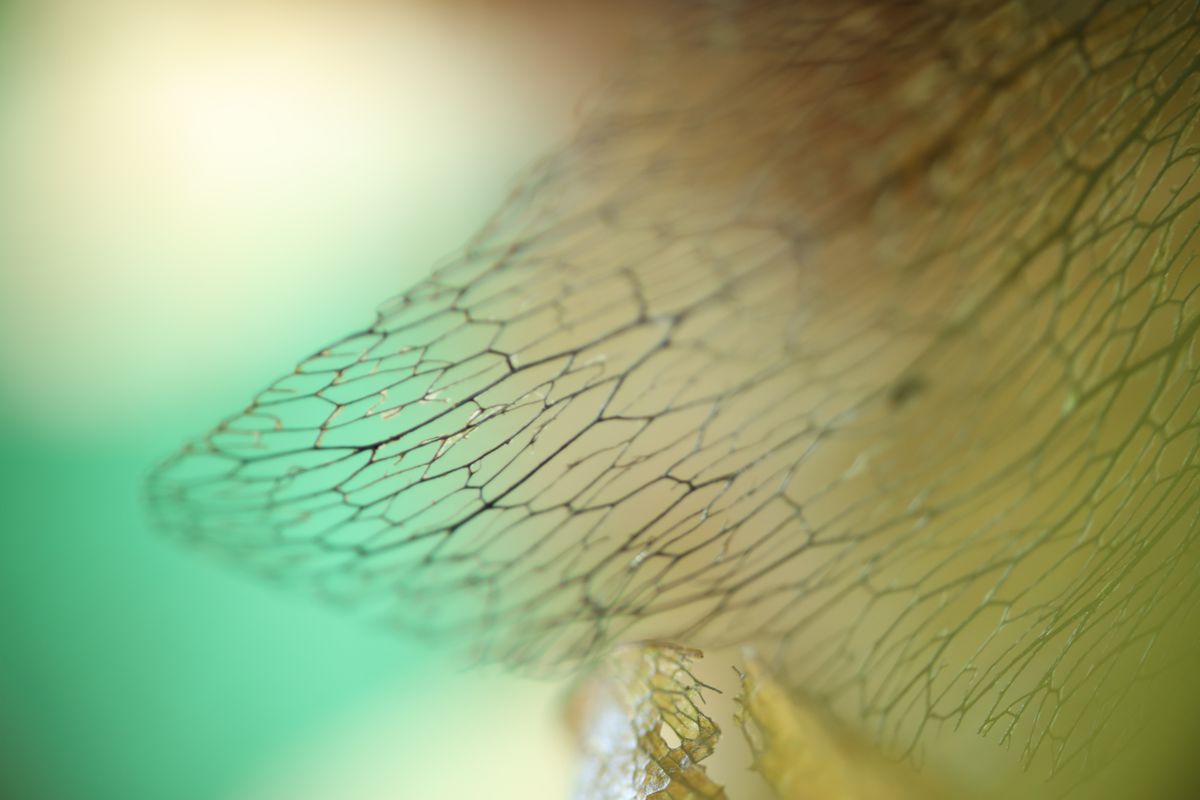 Canon RF 85mm f/2 IS STM Makro