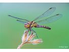 Sony E-Mount FF 100mm F2.8 GM Macro OSS