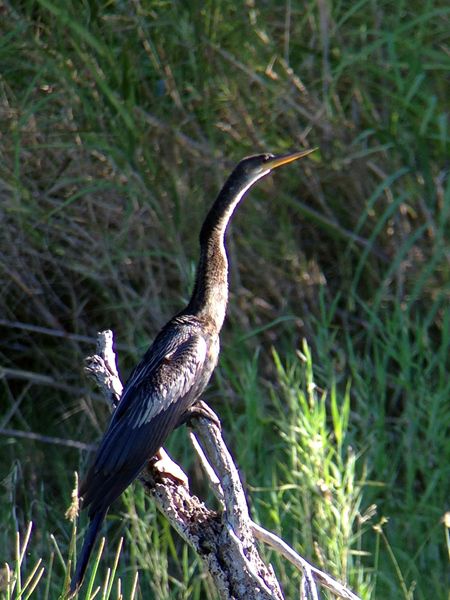 Celestron Regal M2 65ED Spektiv