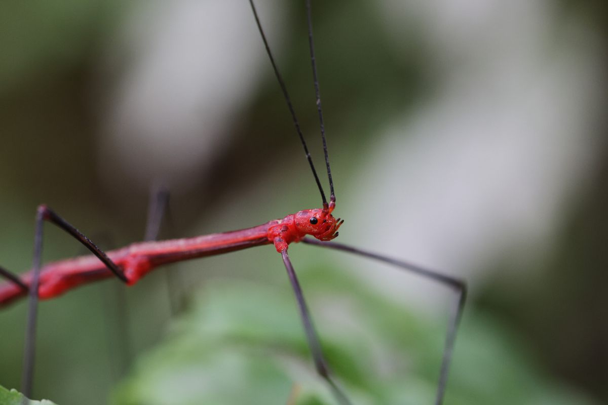 Canon RF 100mm f/2.8L Macro IS USM