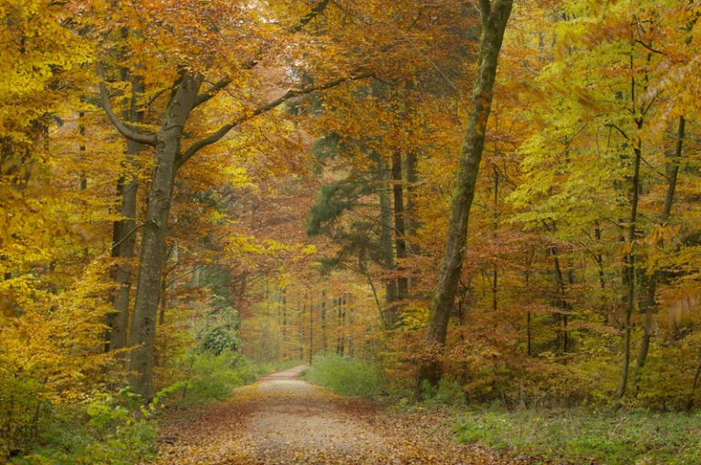 Pentax smc DA 60-250mm/4.0 IF SDM