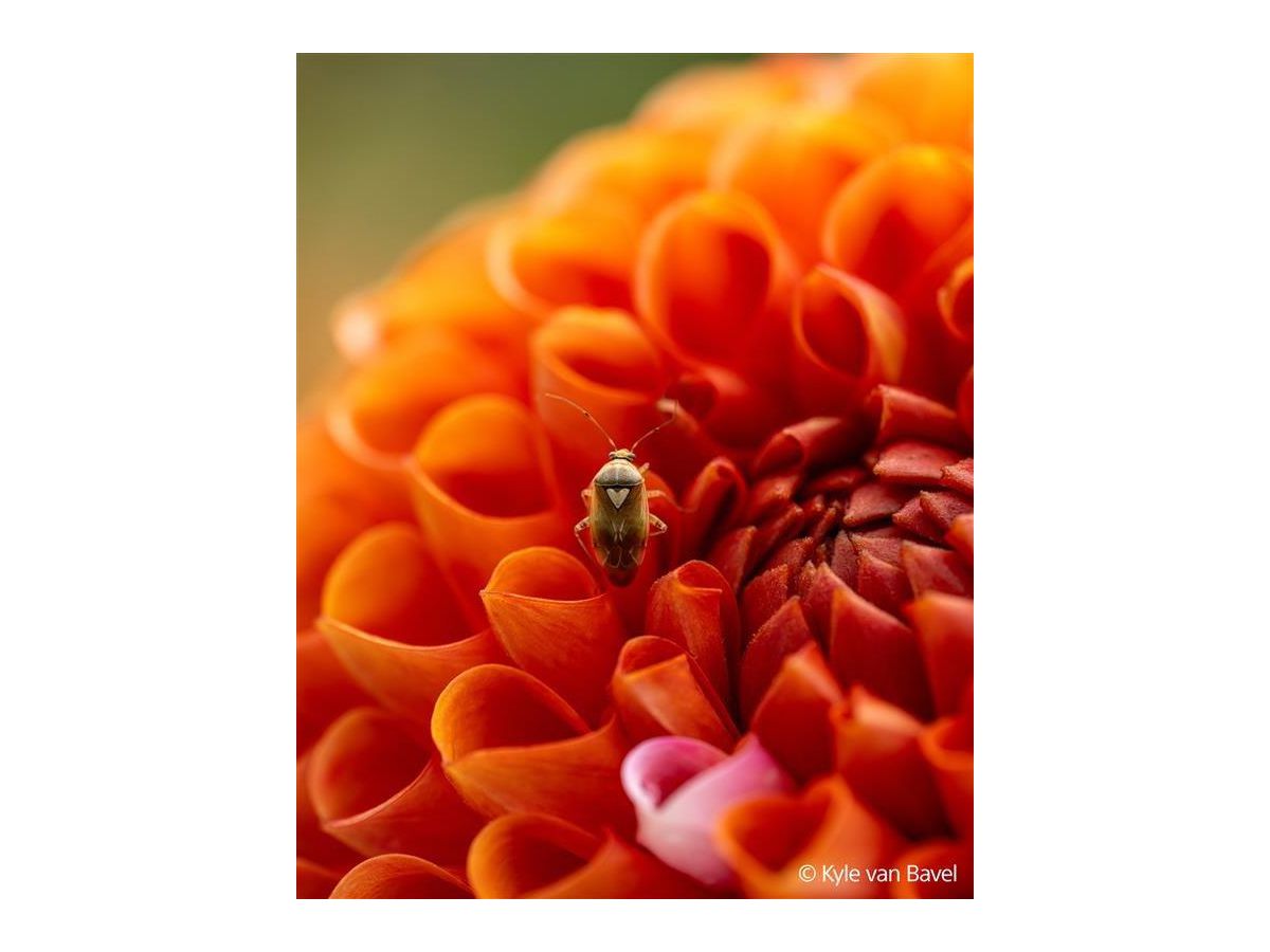 Sony E-Mount FF 100mm F2.8 GM Macro OSS